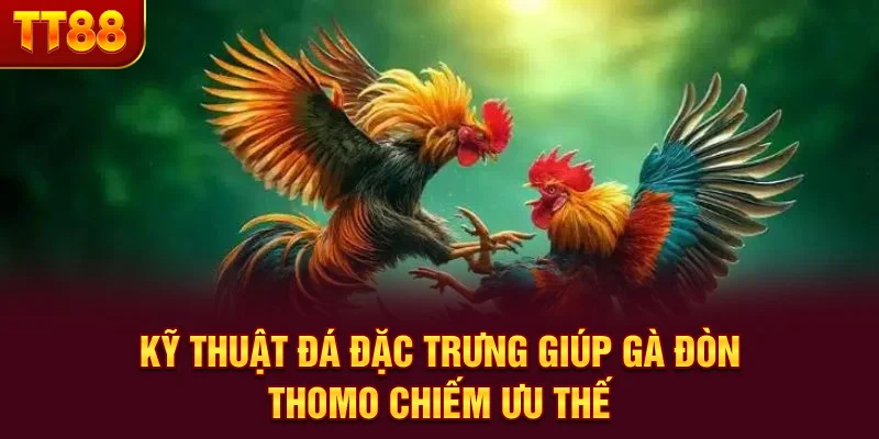 Kỹ thuật đá đặc trưng giúp gà đòn Thomo chiếm ưu thế
